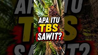 Fakta Sawit #3: Apa Itu Tandan Buah Segar (TBS)? 🌴
