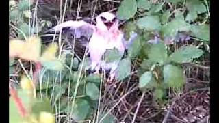 Hawk With Broken Wing Video