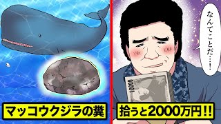 マッコウクジラの糞ハンターとは…海辺で見つけたら2000万円！【マンガ動画】