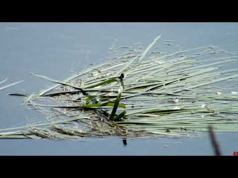 A pair of banded demoiselles