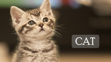 Best Cats Meowing Loudly | Make your Cat or Dog Go Crazy