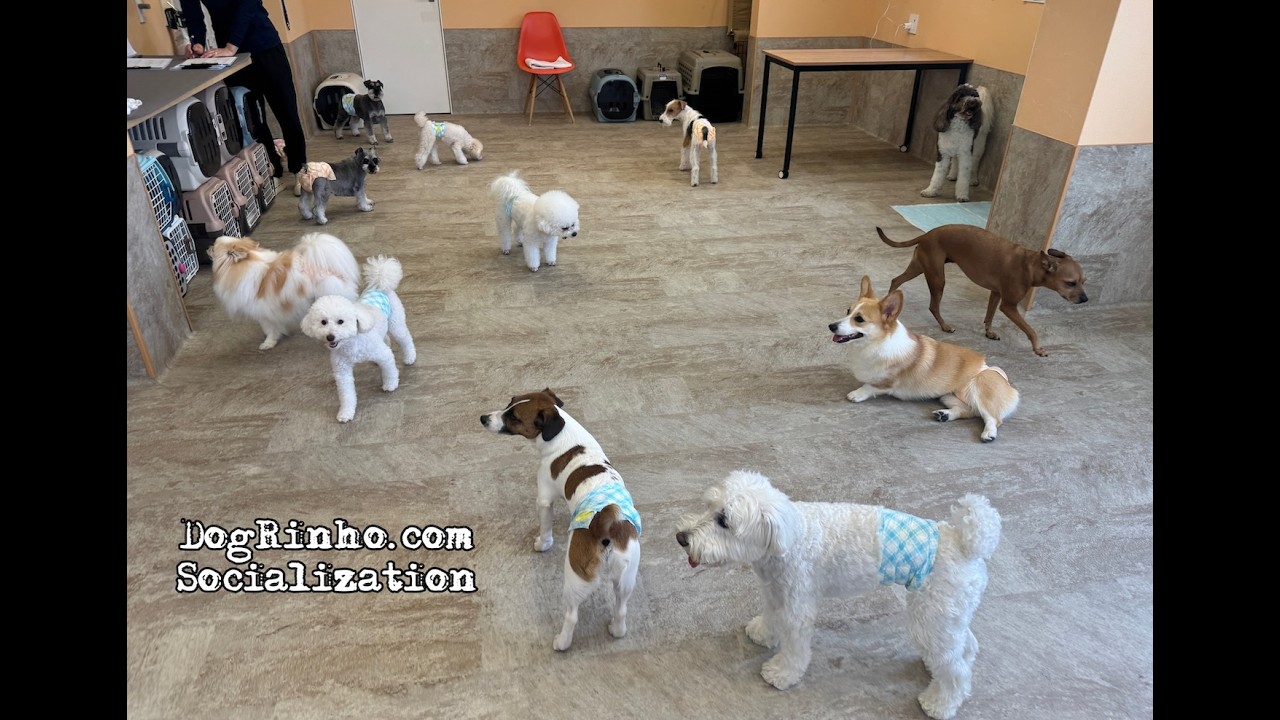 Dog daycare in Japan DogRinho 犬の保育園 20260608 - YouTube