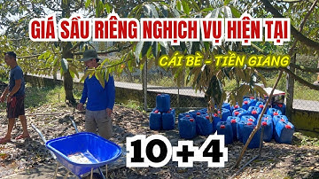 PHỤC HỒI VƯỜN SẦU RIÊNG NGHỊCH VỤ - CÁI BÈ, TIỀN GIANG