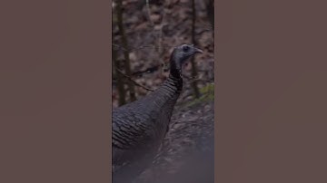 Thumbnail of Wild Hen Turkey Yelp 🦃