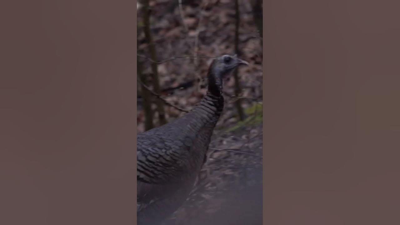 Wild Hen Turkey Yelp 🦃