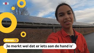 Download Lagu Weer vogelgriep: Op boerderij van Angeliques ouders moeten kippen binnen blijven MP3