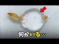 【衝撃注意】シロアリの中には何かがいます