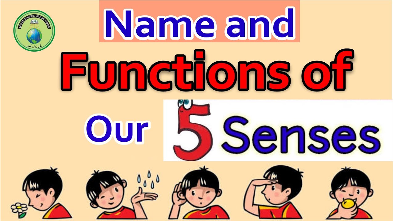 Our Functions Name and Functions of Our 5 Senses | Class Nursery Students | Young ...
