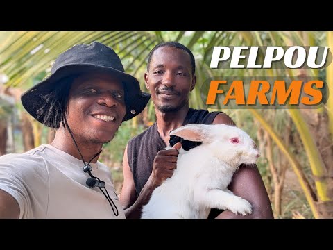 Top Rabbit Farmer in Kumasi Shares his Experience, meet PELPOU FARMS!