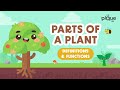 Parts of a plant definitions  functions  primary school science animation