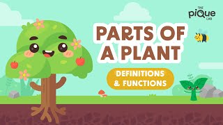 Parts Of A Plant: Definitions & Functions | Primary School Science Animation