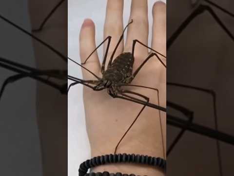 حشرات حجمها أضخم مما تتخيل