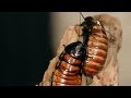 8 Madagascar Hissing Cockroach Facts | Pet Tarantulas