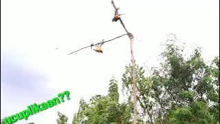 Mikat burung di ladang jagung baru tumbuh