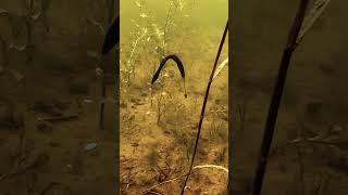 Download Lagu The TOKYO Rig MP3