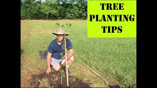 TIPS FOR PLANTING FRUIT TREES  / PLANTING PEACH AND PLUM TREES