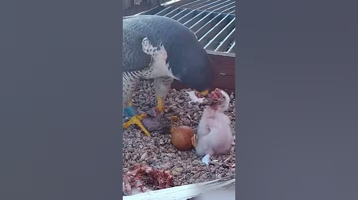 #602E | Review mom dad birds brings food to feed their babies in the nest | Birds Nest Family #birds