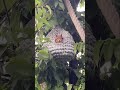 Cute Animals You Won't Believe Exist! 🐾 Wild & Wholesome Moments #shorts