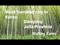 Most picturesque bamboo forest in Korea. Самый бамбуковый уезд Кореи.
