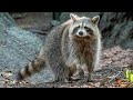 2026 Raccoon and predator trapping 101 | Protecting Wildlife &amp; Property