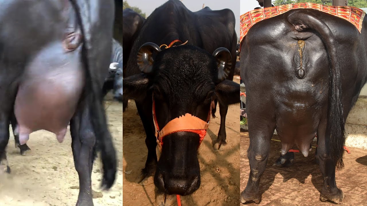 LIVE COVERAGE I TOUR OF KHANNA MANDI PUNJAB I BEST QUALITY MURRAH HARYANA