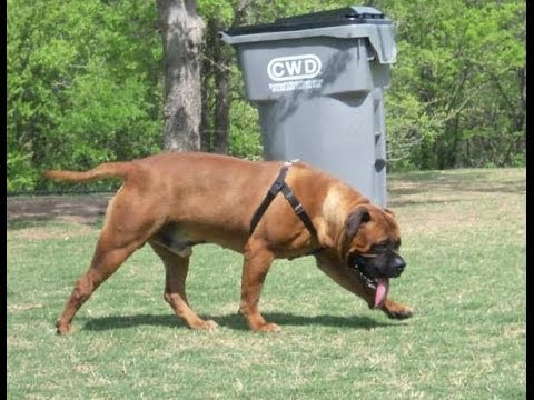 Bullmastiff Growth Chart