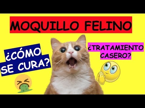 Video: Síntomas Del Desarrollo De Moquillo En Gatos