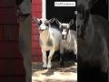Laughing G O A T Memesdaily Memepage Memes Goats Funnyvideo Laughing 