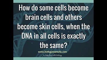 Do all of your cells have the same DNA?