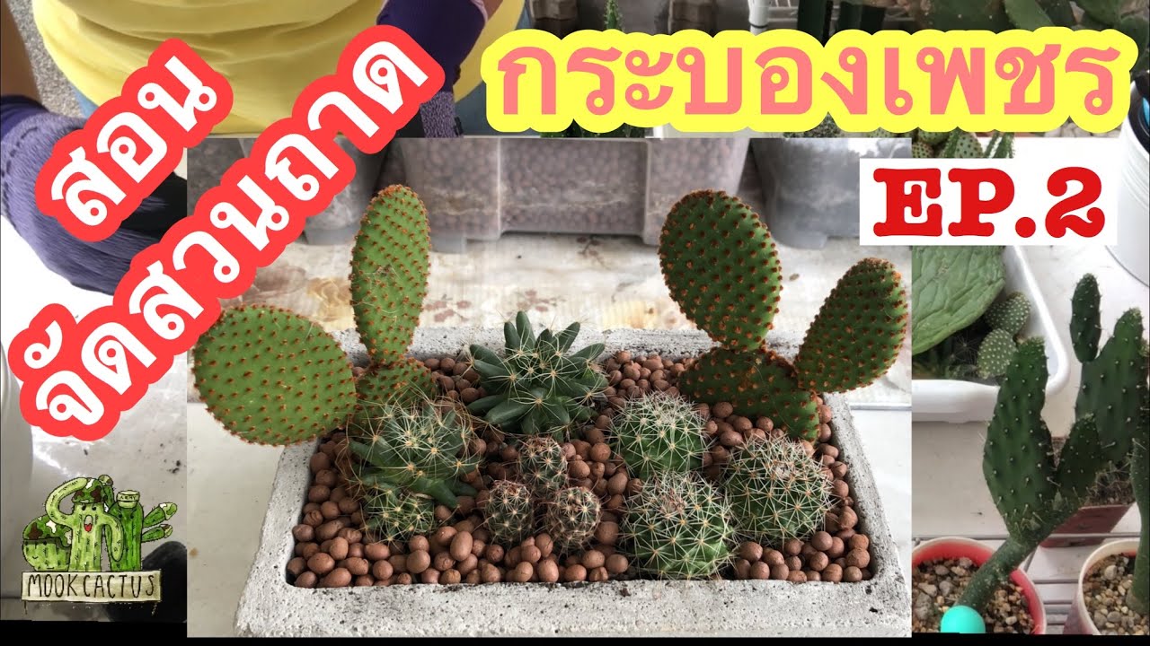 สอนจัด สวนถาด กระบองเพชร EP.2| Cactus mini garden EP.2| MookCactus