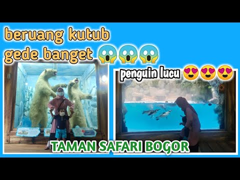 Video: Safari Arktik: 13 Gambar Telanjang Dari Tanah Beruang Kutub