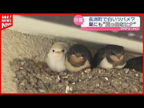 Rare] Pure white swallow chick discovered in residential area