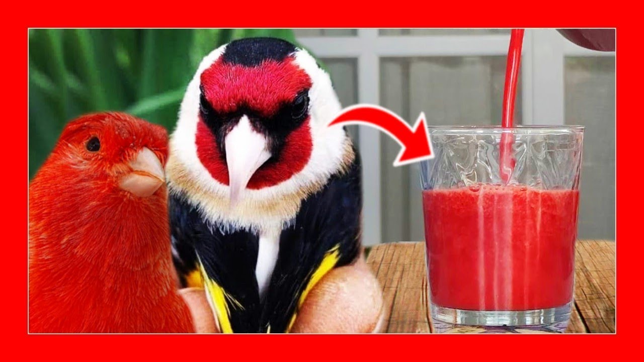 ✅ Натуральный рецепт пигментации красных канареек и щеглов