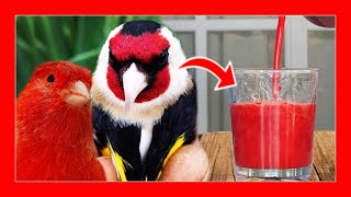 Kırmızı Kanaryalar Ve Saka Kuşlarını Renklendirmek Için Doğal Tarif