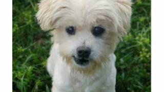 Your Own Pet's Rainbow Bridge Song,, Think Of Me And Smile Guide