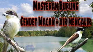 Masteran Burung Cendet Macan dengan Suara Air mengalir