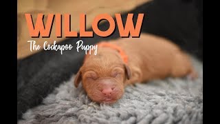 Willow The Cockapoo Puppy  (Birth up to 8 weeks)