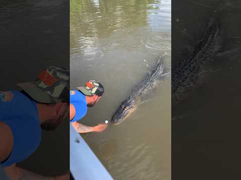 Big Al the 14ft gator. #louisiana  #gator #swamp #airboat #airboattoursbyarthur