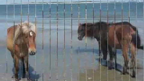 The Wild Horses of Shackelford Banks - Beaufort NC