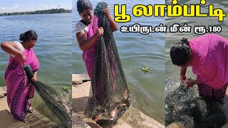 பூலாம்பட்டி Alive fish 1kg Rs.180 - poolampatti salem