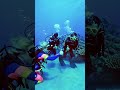Divers Explore Coral Reef Paradise! #Diving #CoralReef #Underwater #ScubaDiving #Ocean #MarineLife