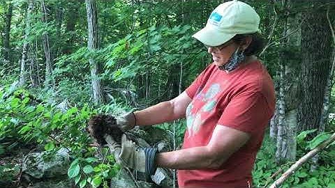 Do You Know? Eradicating Bittersweet