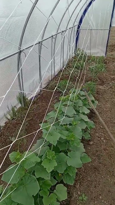 Защита тепличных огурцов чтобы завязи было и не было пустоцвета #дача # ...
