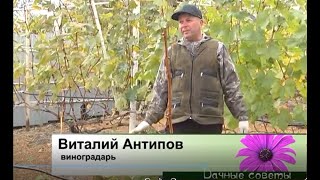 Как правильно обрезать и сформировать виноград осенью с Виталием Антиповым