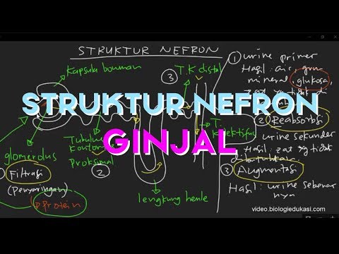 Struktur Nefron Ginjal dan Proses Pembentukan Urine