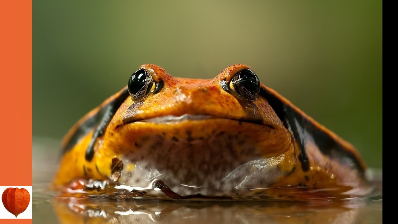 The Adventures of Grandfather Frog 16 - The Merry Little Breezes Work Hard by Thornton W. Burgess (a