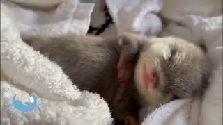 Baby Otter's Angelic Sleeping Face　#Shorts