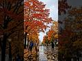 🌨️ 1 Year of Washington D.C. Weather in 50 Seconds! 8K