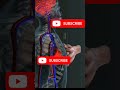 @AIstoryloverR25 @ShuaibVlog77 #cpr #viral #trending #views Cardio pulmonary Resuscitation