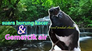 Di Jamin Langsung Ngobra Pancingan Suara Kacer Dan Gemercik Air